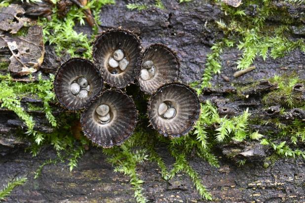Gestreept nestzwammetje, Saxifraga-Luuk Vermeer