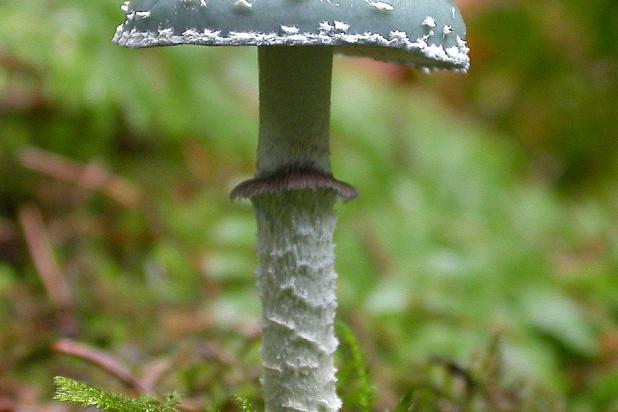 Echte kopergroenzwam, Saxifraga-Peter Meininger