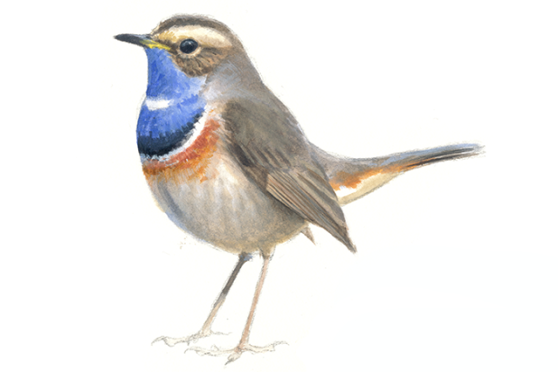 Blauwborst - Elwin van der Kolk