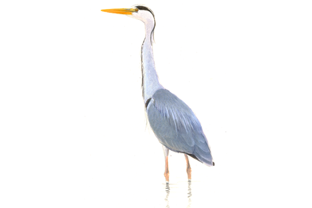 Blauwereiger - Elwin van der Kolk