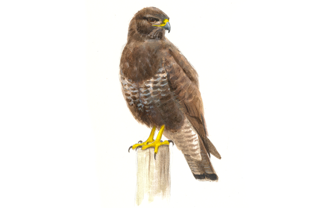 Buizerd - Elwin van der Kolk