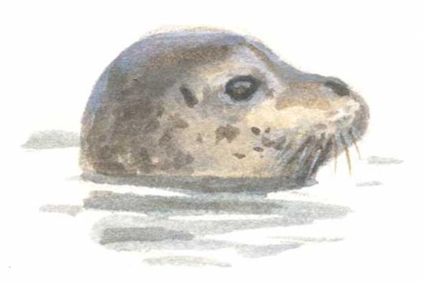 Gewone zeehond - Elwin van der Kolk
