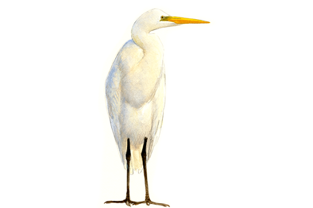 Grote zilverreiger - Elwin van der Kolk