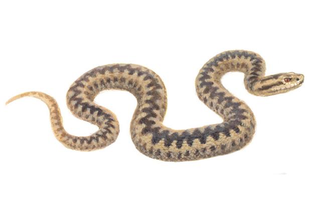 Adder - Elwin van der Kolk
