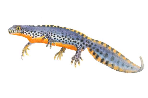Alpenwatersalamander - Man  - Elwin van der Kolk