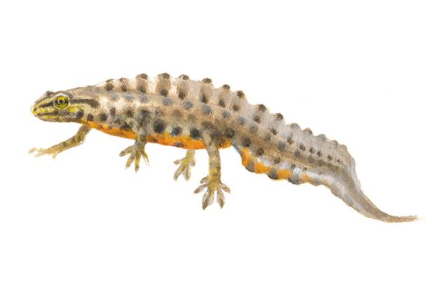 Kleine watersalamander - Man - Elwin van der Kolk