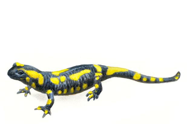 Vuursalamander - Elwin van der Kolk