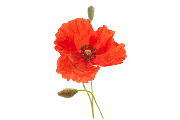 Paspoort - Bleke klaproos - Shutterstock