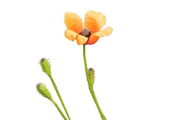 Paspoort - Ruige klaproos - Shutterstock