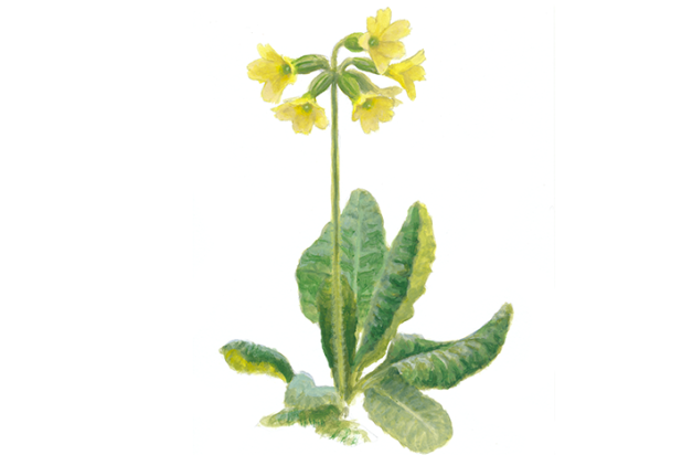 Slanke sleutelbloem - Elwin van der Kolk