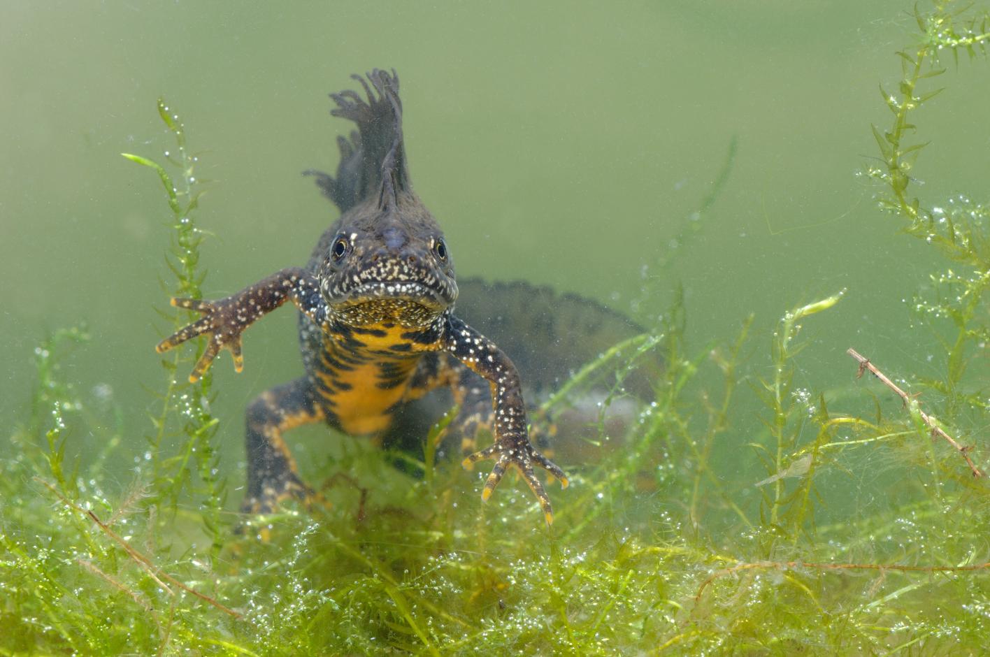 Amfibie - Kamsalamander - Hugo Willocx