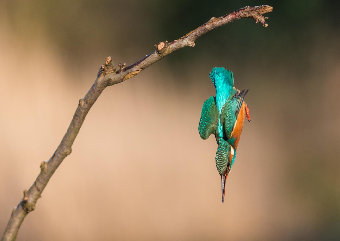 IJsvogel in verticale duikvlucht _ Marc Dauwe