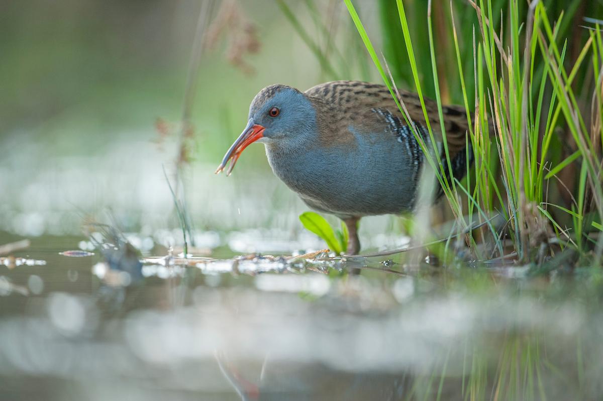 Mechels Broek - Waterral- Wim Dirckx