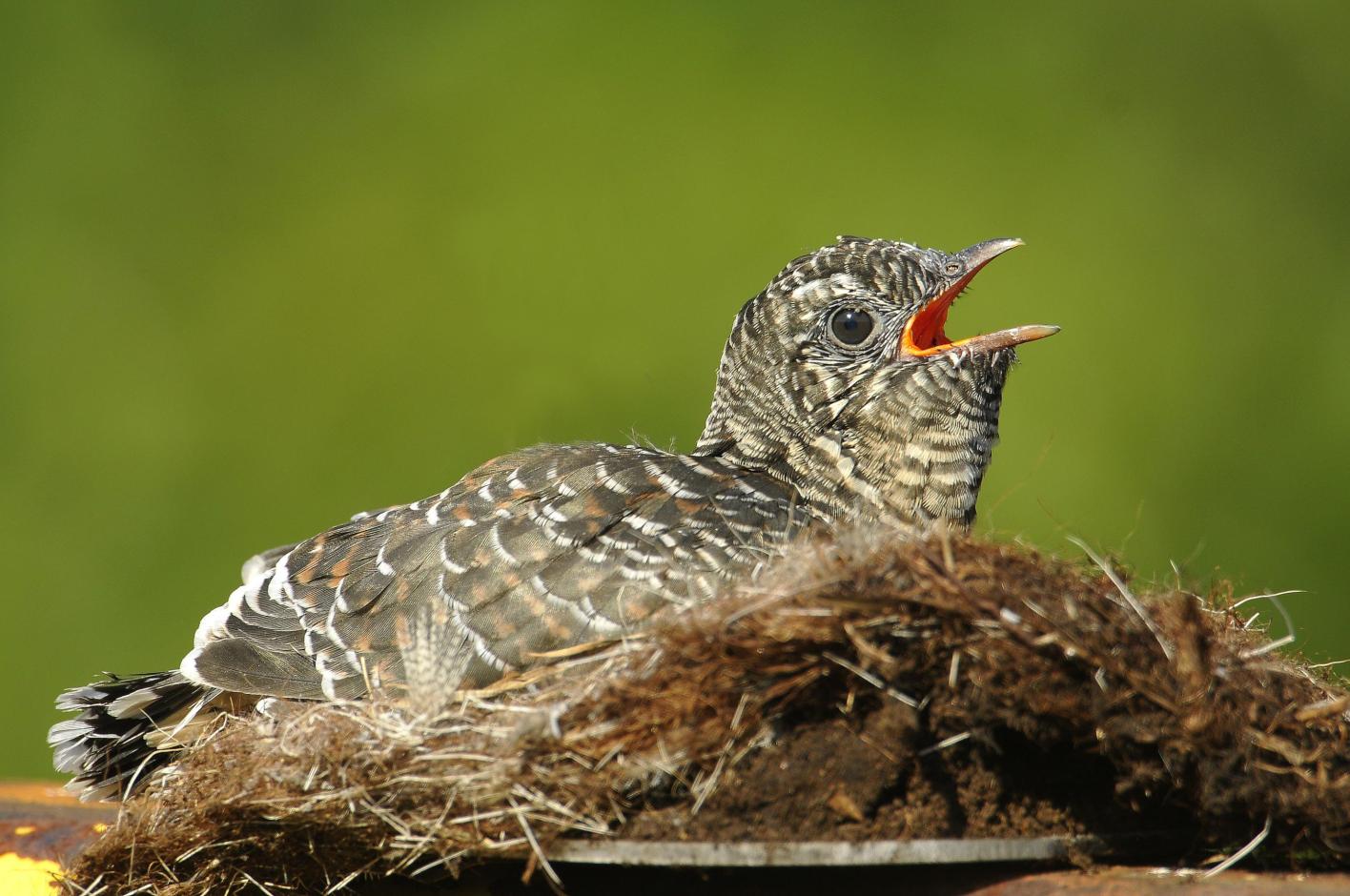 Koekoek in nest - Shutterstock