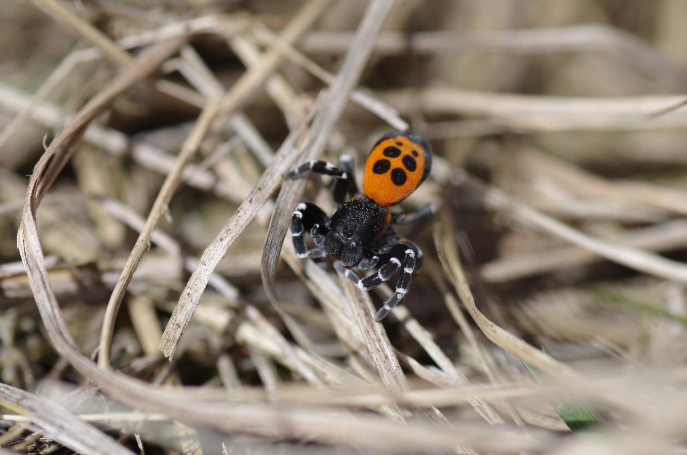 Lentevuurspin