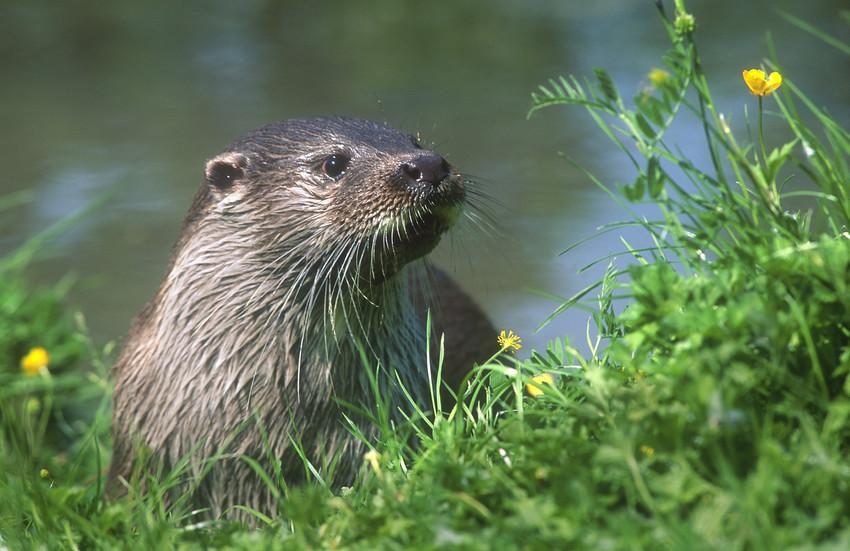 Otter Otter
