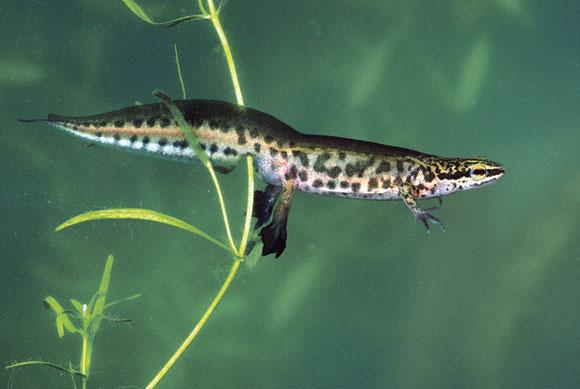 vinpootsalamander_hugo_willocx