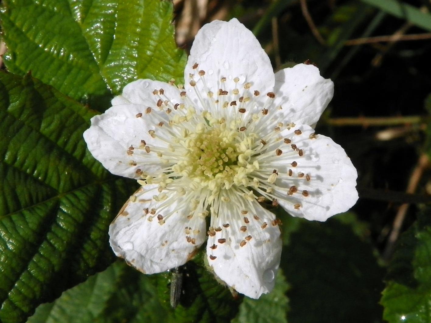 Rubus fruticosus