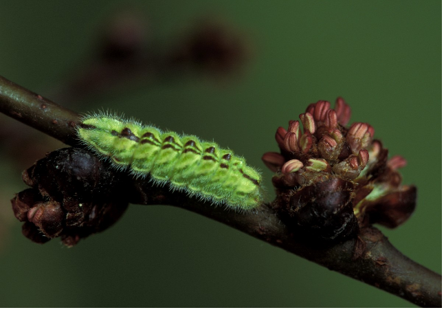 Rups Iepenpage - Harold van den Oetelaar