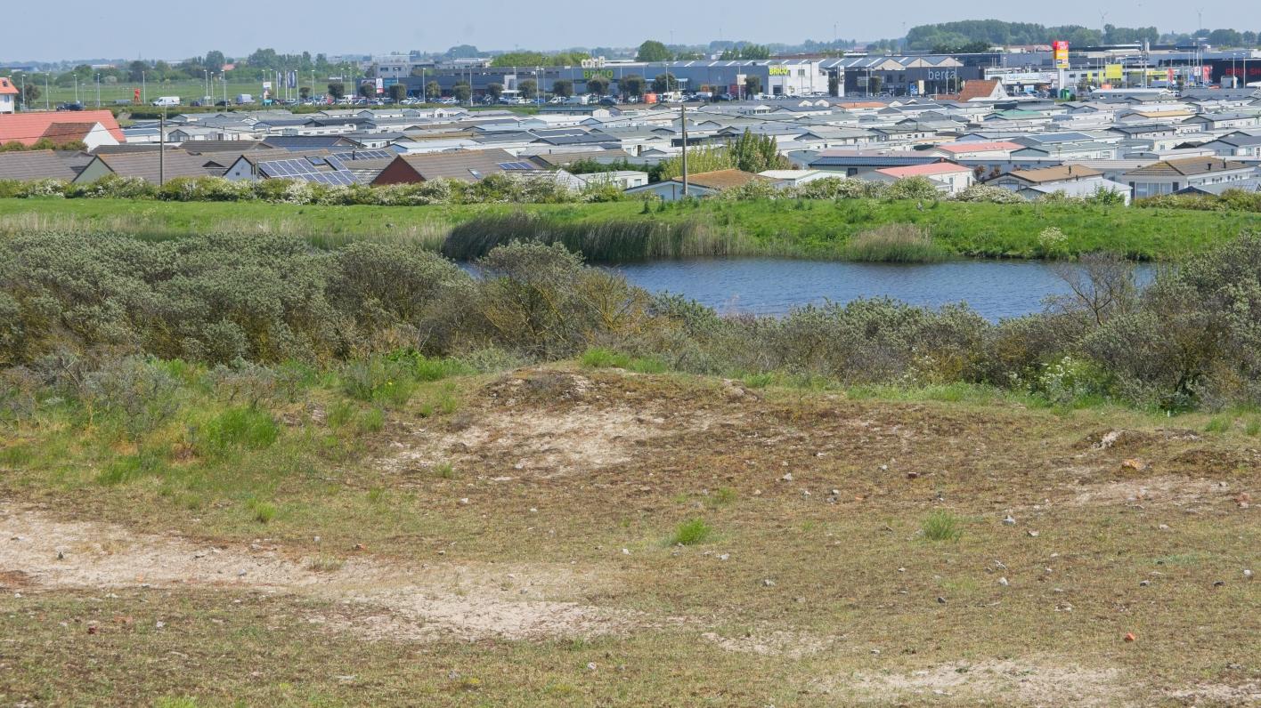 waterplas in de Schapenweide Schapenweide