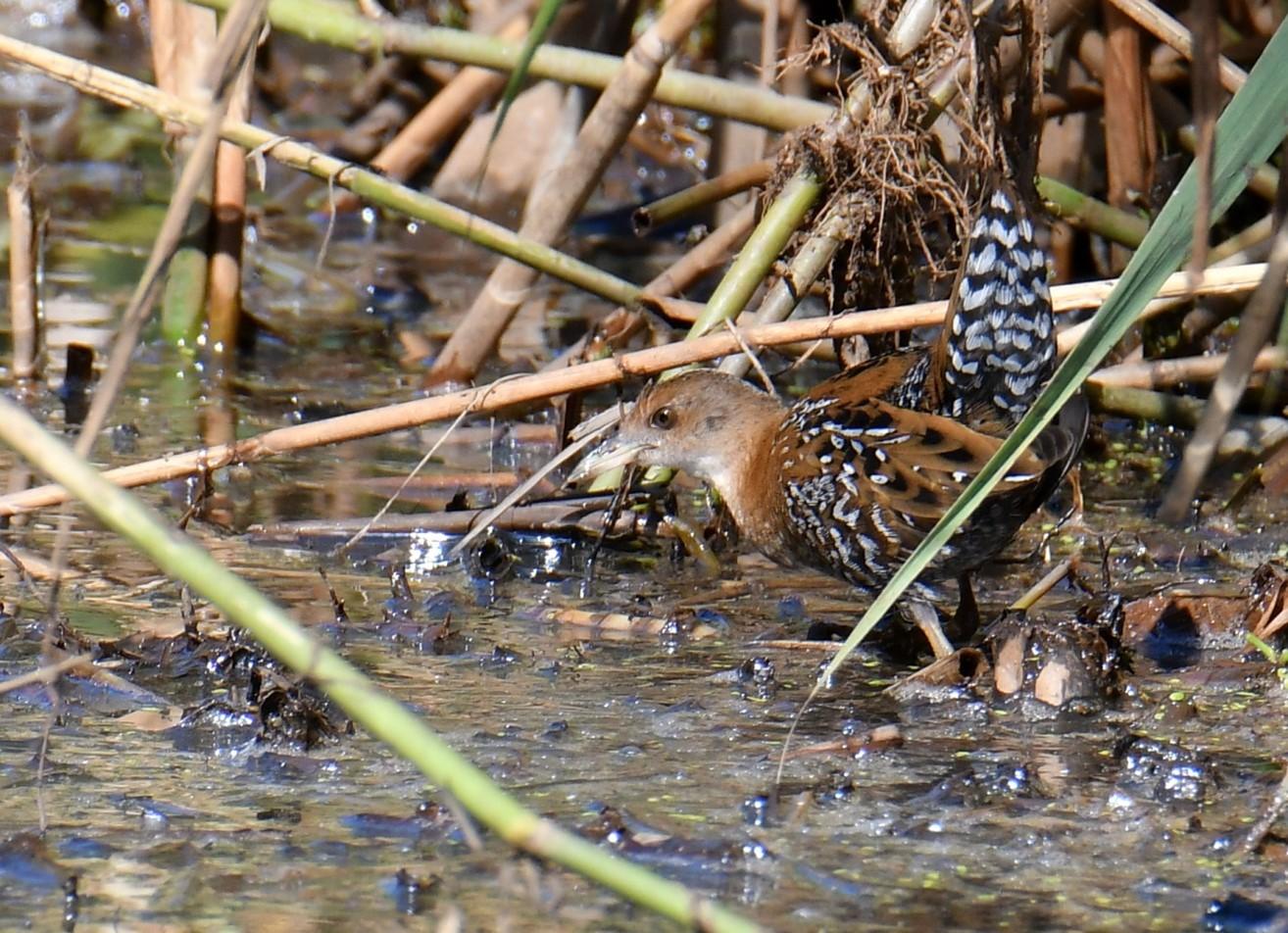 Kleinst Waterhoen Kleinst Waterhoen