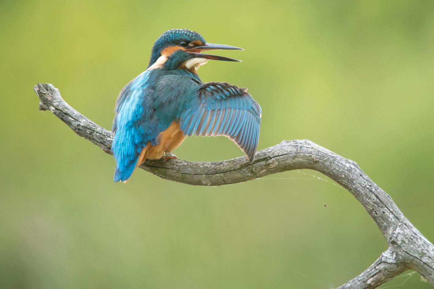 IJsvogel