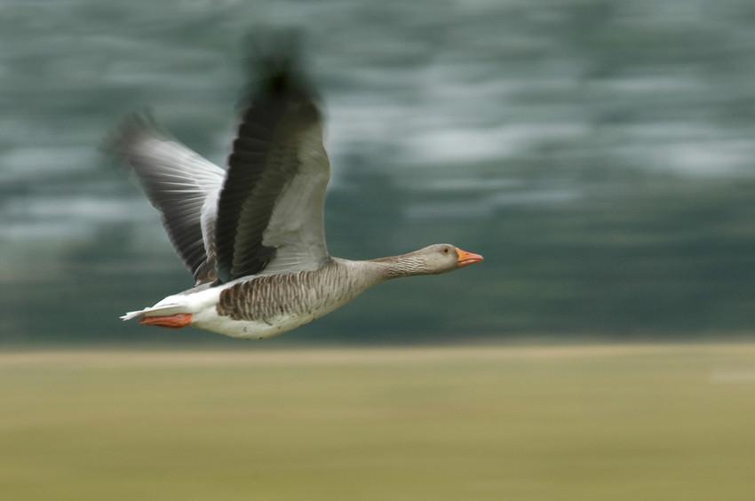 Grauwe gans - François van Bauwel