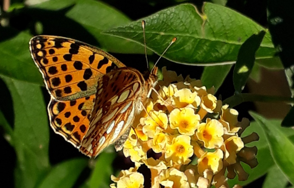 Kleine parelmoervlinder op vlinderstruik.
