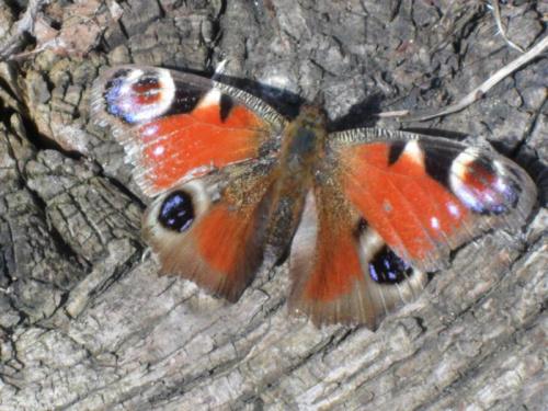 Een oud exemplaar van een dagpauwoog na overwintering