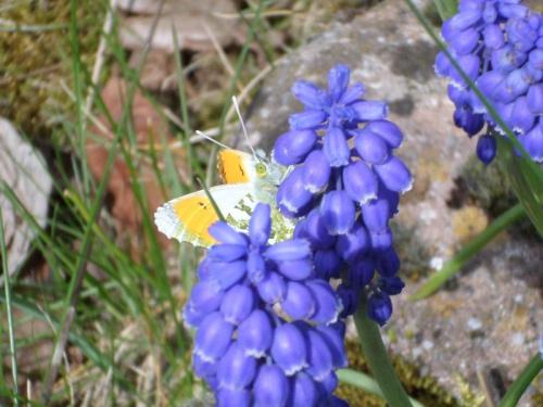 Oranjetipje op muscari.