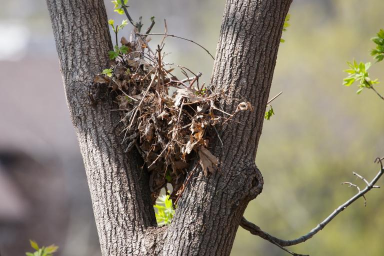 Nest eekhoorn - eekhoornnest - Shutterstock