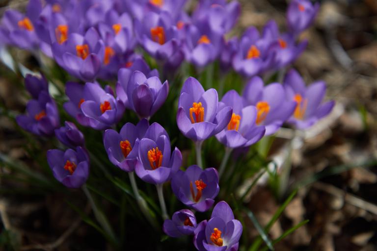 Voorjaarsbloeiers - Krokus - Shutterstock