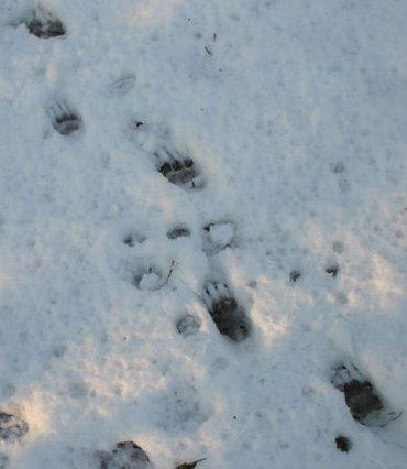 Spoor - das - Annemarie van Diepenbeek