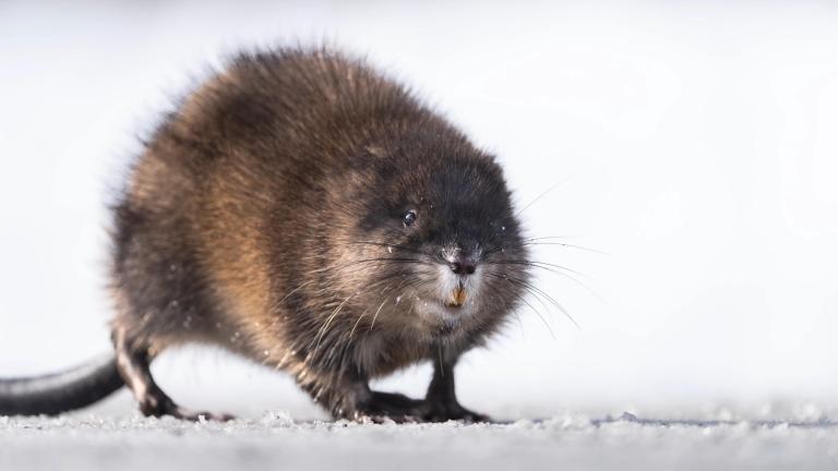 Muskusrat - Paspoort - Shutterstock