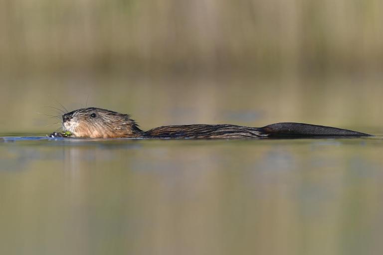 Muskusrat zwemt - Shutterstock