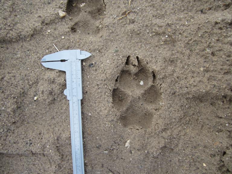 Wolf - Afdruk - Poot - Spoor - Shutterstock
