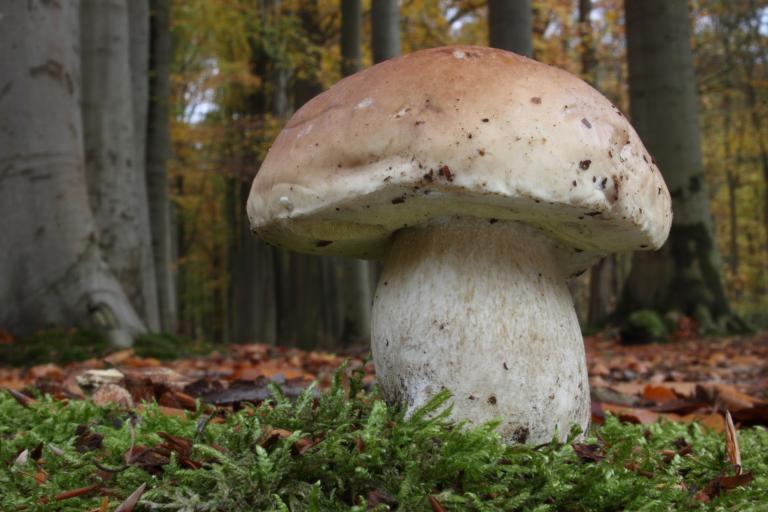 Eekhoorntjesbrood - Boletus edulis - Luc Meert