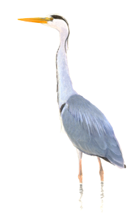 Blauwe reiger - Elwin van der Kolk