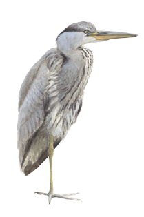 Blauwe reiger - Elwin van der Kolk