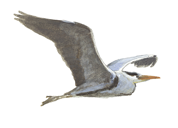 Blauwe reiger - Elwin van der Kolk