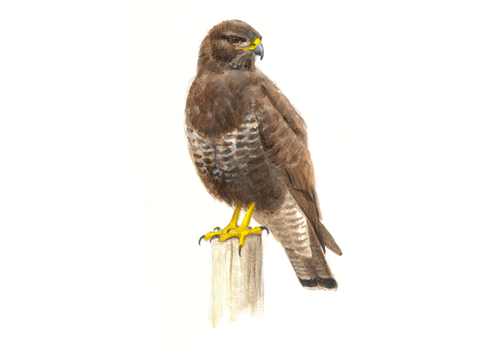 Buizerd - Elwin van der Kolk Buizerd - Elwin van der Kolk