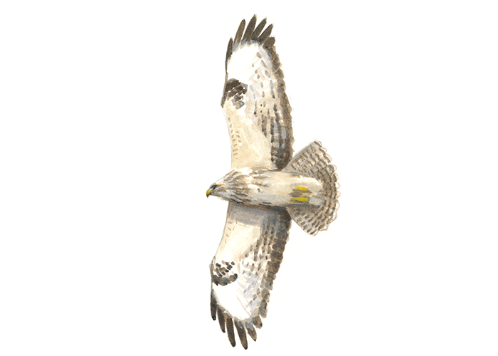 Buizerd juveniel licht vliegend- Elwin van der Kolk Buizerd juveniel licht vliegend- Elwin van der Kolk