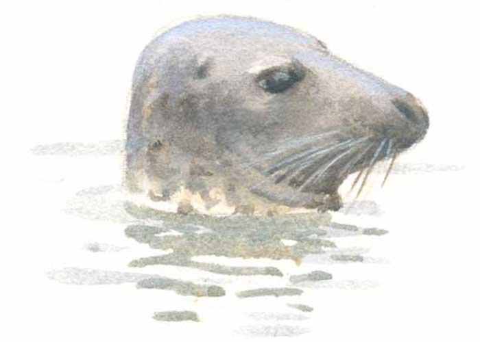 Grijze zeehond - kop - Elwin van der Kolk Grijze zeehond - kop - Elwin van der Kolk