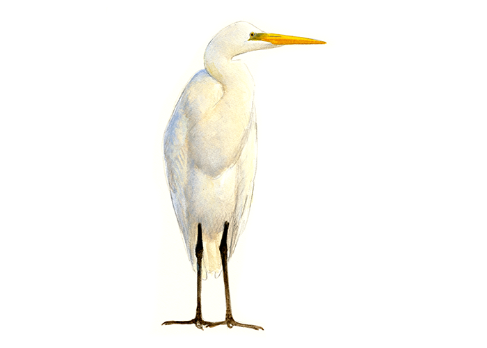 Grote zilverreiger - Elwin van der Kolk Grote zilverreiger - Elwin van der Kolk