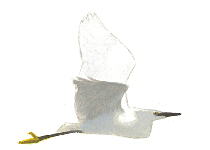 Kleine zilverreiger - Elwin van der Kolk Kleine zilverreiger - Elwin van der Kolk
