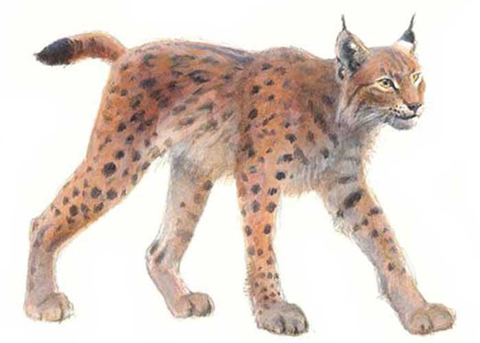 Lynx - Elwin van der Kolk