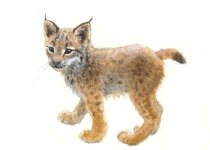 Lynx - Elwin van der Kolk