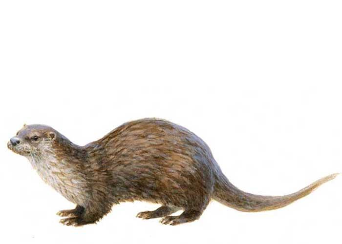Otter - Elwin van der Kolk Otter - Elwin van der Kolk