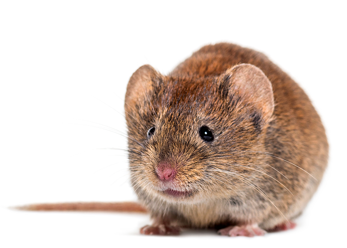 Rosse woelmuis - Shutterstock