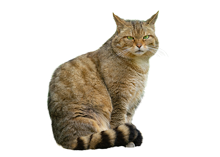 Wilde kat - Shutterstock